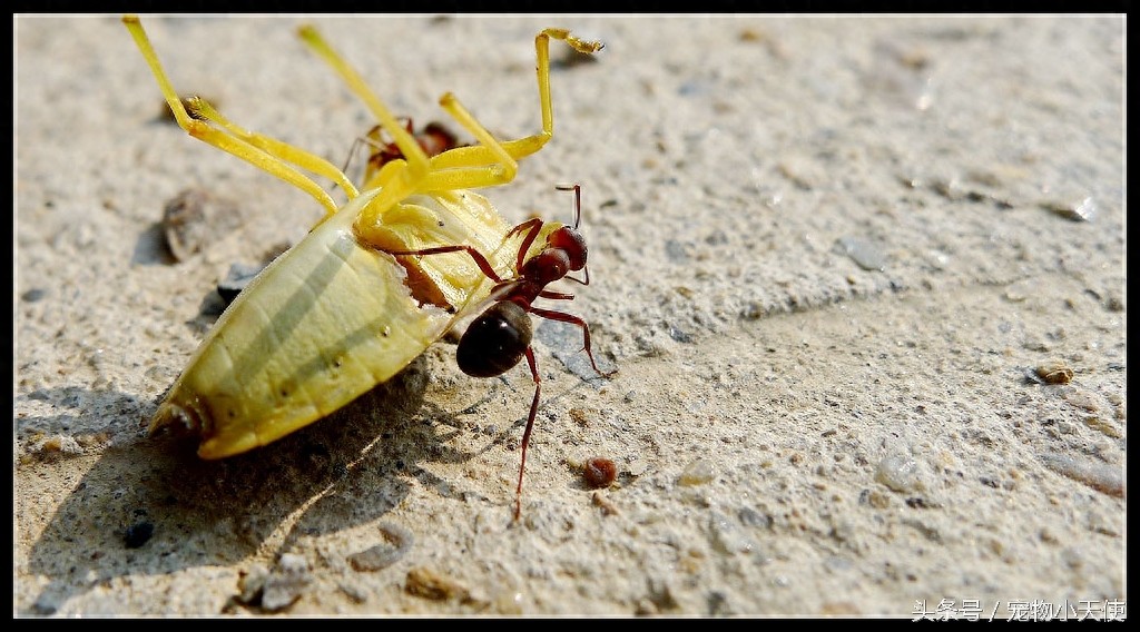 食人蚁军团轻松碾压狮狼虎豹！只留下皑皑白骨！