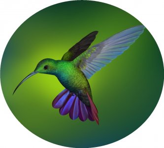 ​微信头像，精美壁纸，可爱的小鸟图片，足有10张