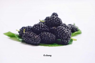 ​桑葚产地