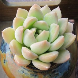 ​花月夜与厚叶花月夜的区别