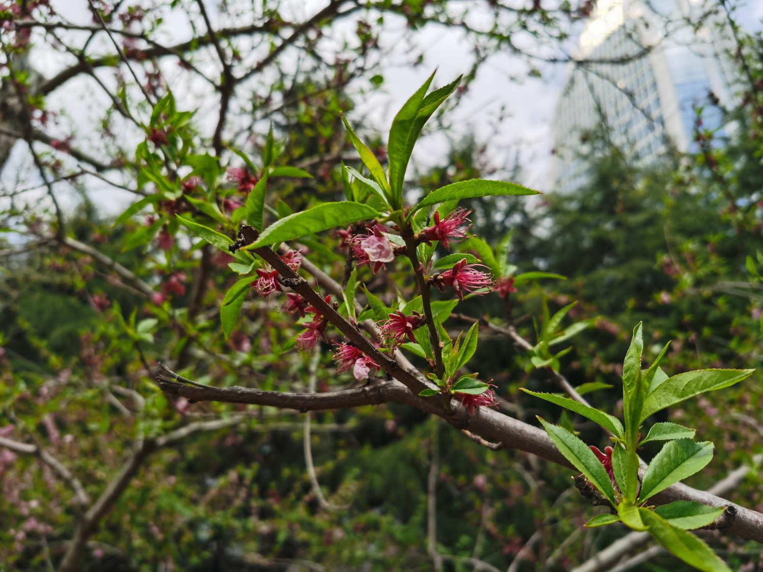 桃花 桃花