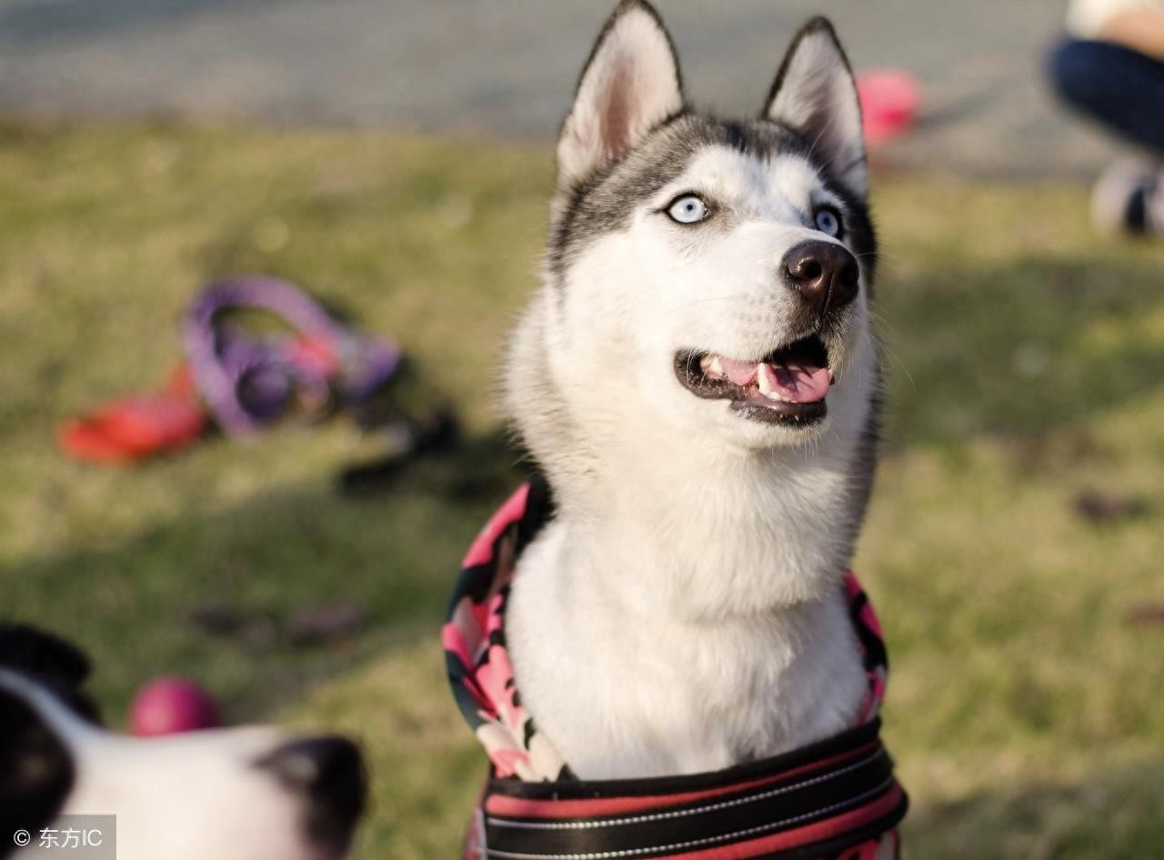 二哈的搞笑日常图集