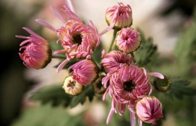 ​香菊的养护要点有哪些？