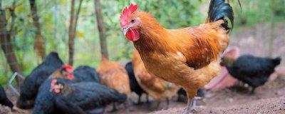 ​鸡的住处叫什么名称