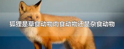 ​狐狸是草食动物还是肉食动物还是植物 狐狸是草食动物,肉食动物还是杂食动物