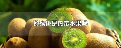 ​猕猴桃属于热带吗还是温带 猕猴桃是热带