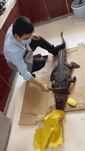 ​鳄鱼有毒到底有多严重（买回家的冻鳄鱼复活了）