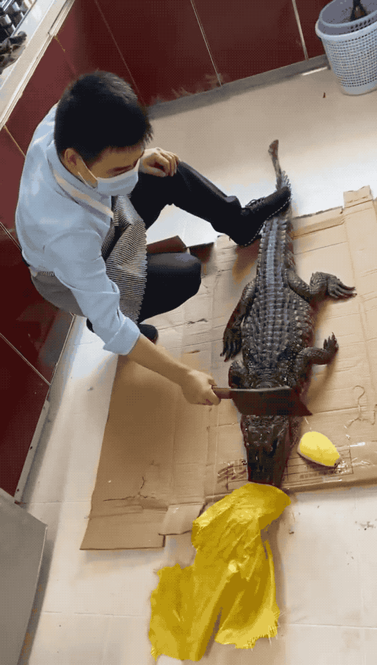 鳄鱼有毒到底有多严重（买回家的冻鳄鱼复活了）(1)