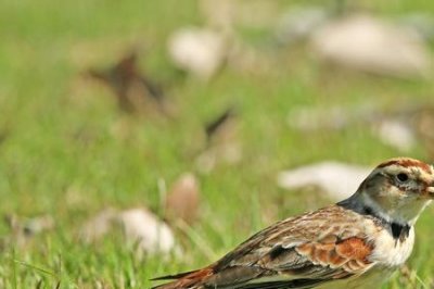 ​百灵科有几个品种