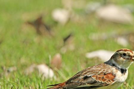 百灵科有几个品种