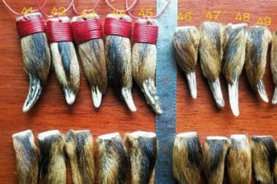 ​麂子角会自然脱落吗