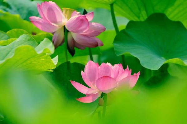 入伏吃饺子还是面条 入伏吃什么养生 入伏吃饺子还是面条 入伏吃什么养生