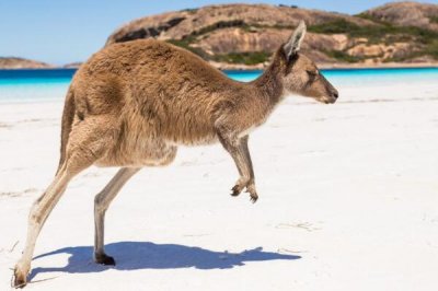 ​短鼻大袋鼠:澳洲最大的有袋类动物_在澳洲弥漫成灾