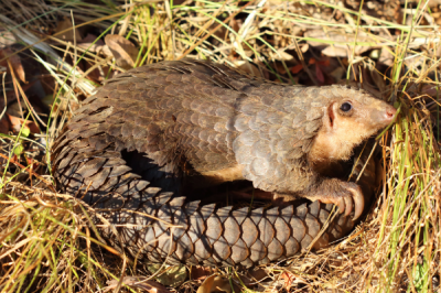 ​树穿山甲:独一休憩在树上的穿山甲_尾巴长达67厘米