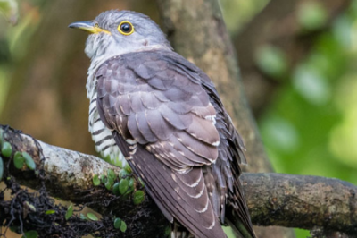 ​四声杜鹃:以“快快布谷”四声鸣喊而驰名_被称布谷鸟