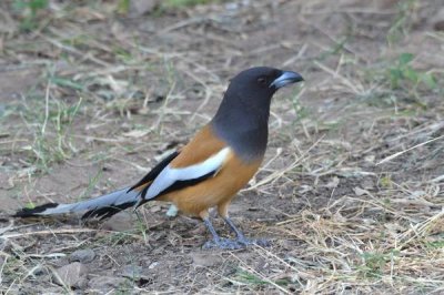 ​棕腹树鹊:一种尾巴极长的树鹊_遨游时张启可轻快滑翔