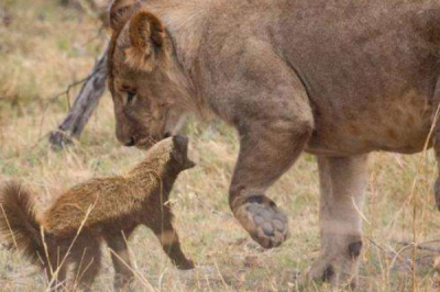 ​密獾的天敌是什么?碰到狮子都没有怕_无所畏怯