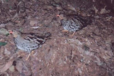 ​坦桑尼亚鹑:坦桑尼亚私有的林鹑_因足迹不料被创造