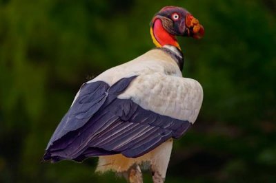 ​王鹫:翼展近2米的庞大鹫鸟_锉状舌头能容易撕启腐肉