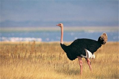 ​世界上体型最大的鸟：鸵鸟（不能飞但移动速度快）