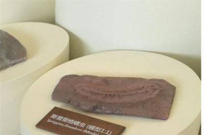 ​斯普里格蠕虫：最为陈旧的动物（长相像水母的一种蠕虫）