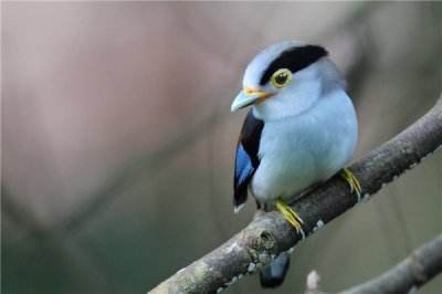 ​乌红阔嘴鸟：重要分散在世界中南半岛（观赏价格高）