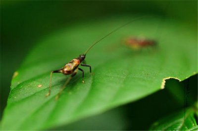​虫豸界的鬼王螽斯 长相相称笨萌一点也没有恐怖