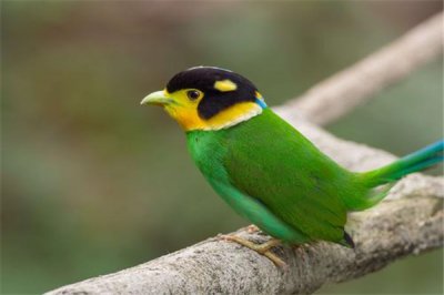​米沙岛阔嘴鸟：生计休憩范畴十分广大（世界多处可瞅到）