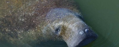 ​海牛的特点 海牛的样子图片