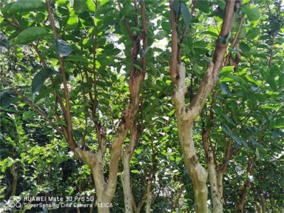 ​古代诗人笔下唯美的紫薇花