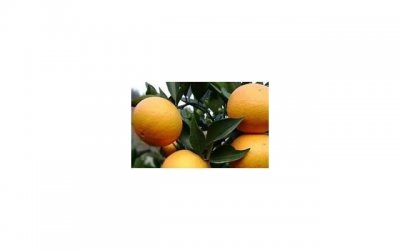 ​婆婆已经影响到我的婚姻了