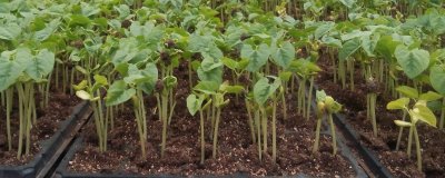 ​育苗盘怎么育苗