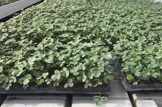 育苗盘怎么育苗(图3)