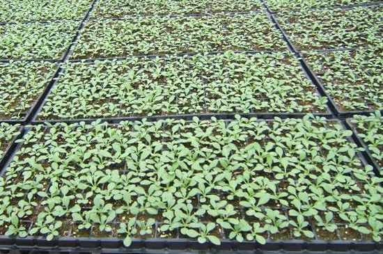 育苗盘怎么育苗(图2)
