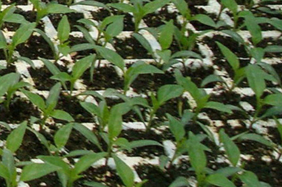 育苗盘怎么育苗(图4)