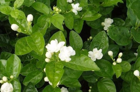 茉莉花几月开(图2)