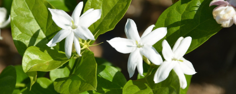 茉莉花几月开(图1)