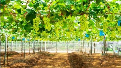 ​怎样防治葡萄霜霉病