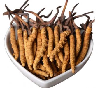 ​冬虫草营养最高的部分（虫草就是冬虫夏草）