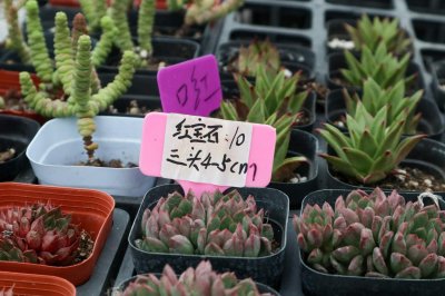 ​多肉红宝石怎么发根