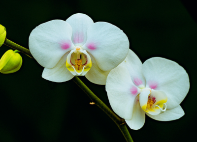 ​蝴蝶兰如何养殖长得好 有哪些注意事项