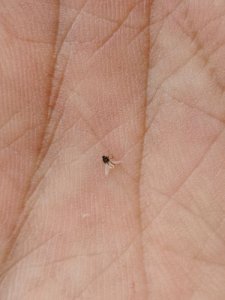 ​家里咬人的虫子有哪些（咬人的虫子有哪些种类）