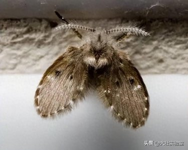 ​97岁老太脸上生“蛆”，卫生间小飞虫有多可怕，呼吸间就被寄生