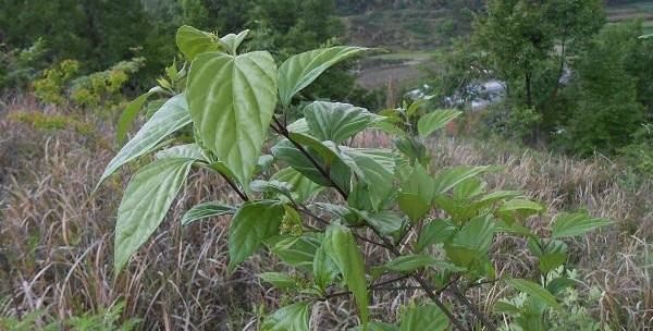 哪些树叶子可以做豆腐,骗鬼食豆腐图2