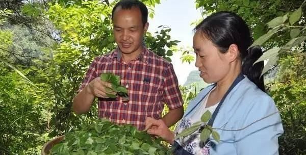 哪些树叶子可以做豆腐,骗鬼食豆腐图3