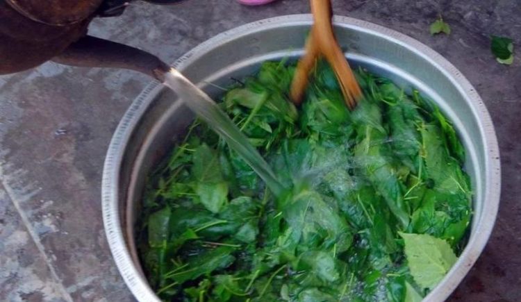 金华有一种可以做豆腐的树叶叫什么名字