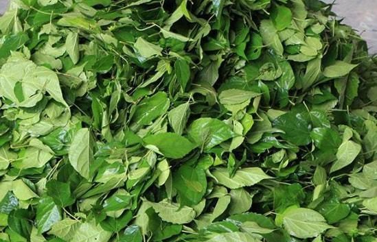 有种树叶可以做凉粉叫什么来的