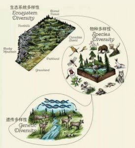 ​生态系统多样性包括哪三个层次(生态系统多样性的意义)