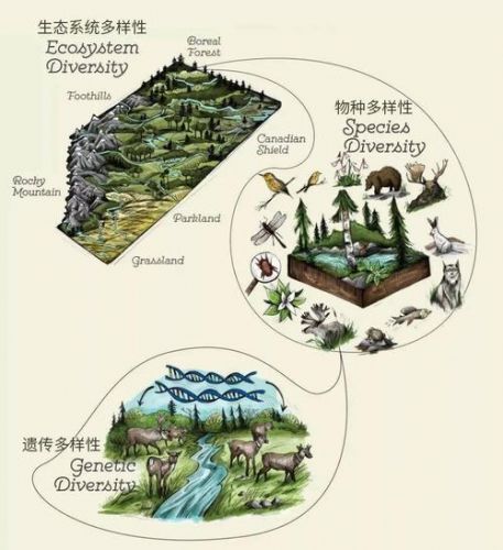 生态系统多样性包括哪三个层次(生态系统多样性的意义)-第1张图片-