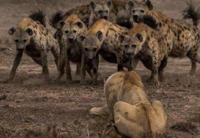 ​不可思议：斑鬣狗掏肛时动物为什么原地不动？难道不疼吗？